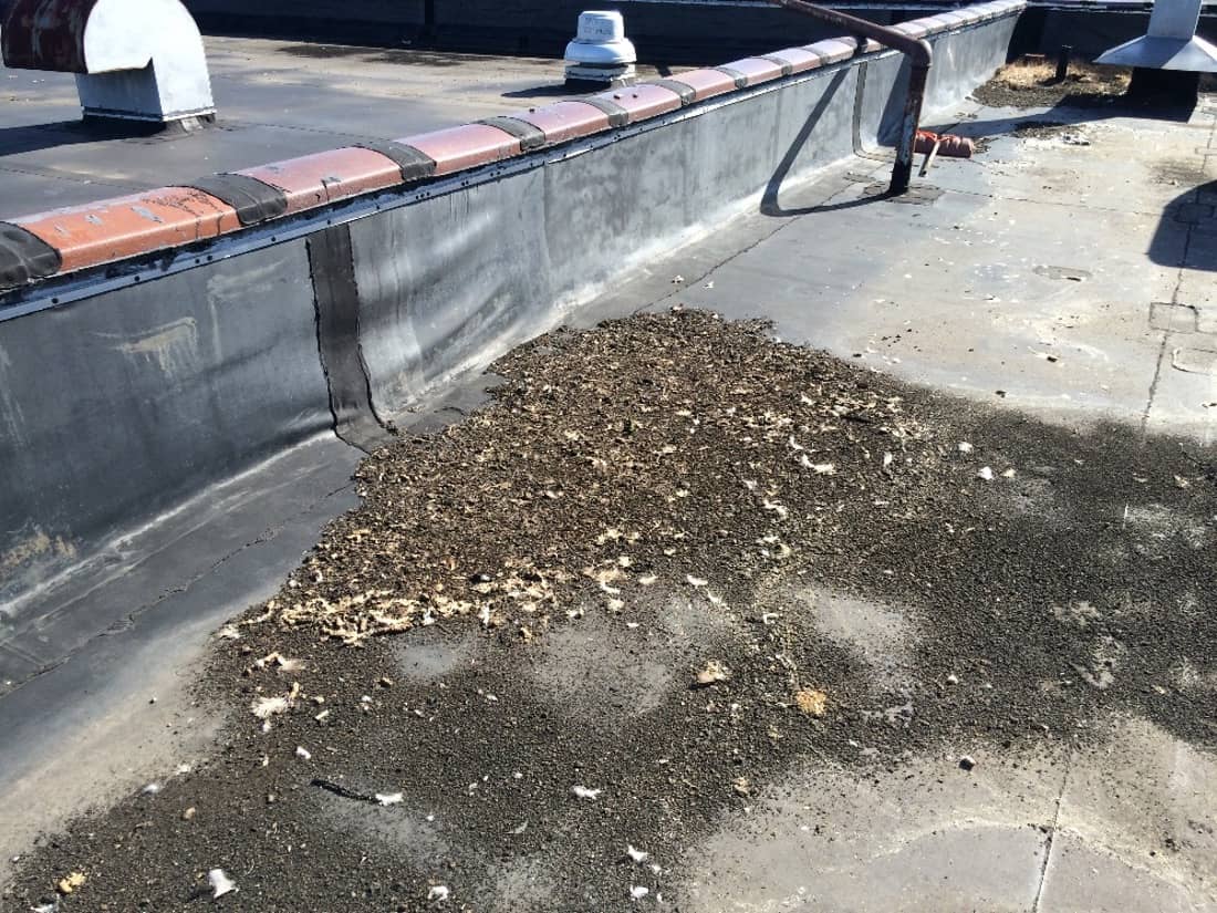 Marcolin Daylight 31