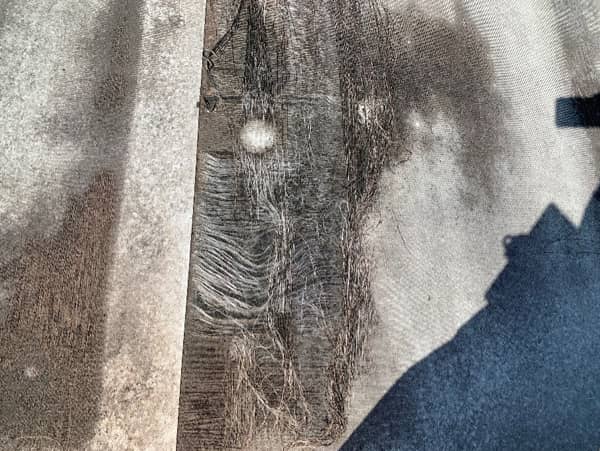 degradation of TPO membrane due to ponding